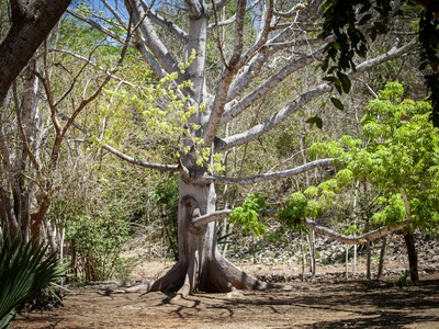 Kapok Tree