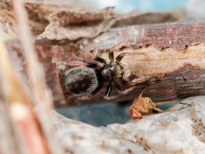 Karakurt Spider