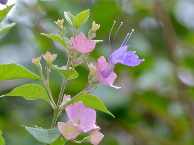 Karomia