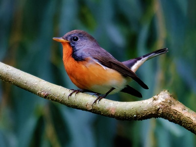 Kashmir Flycatcher