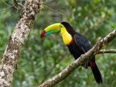 Keel-billed toucan