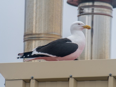 Kelp Gull