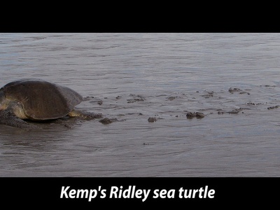 Kemp's Ridley Sea Turtle