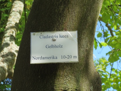 Kentucky Yellowwood