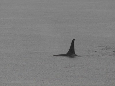Killer Whale (Orca)