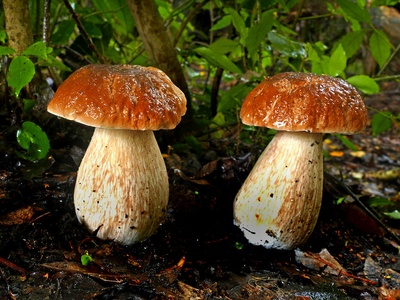 King Bolete