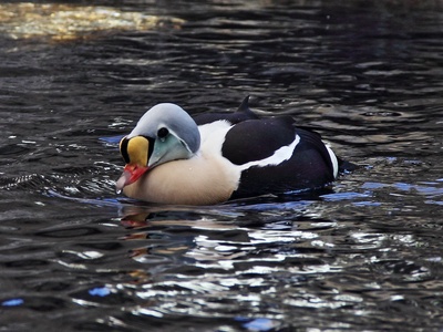 King Eider