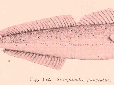King George whiting