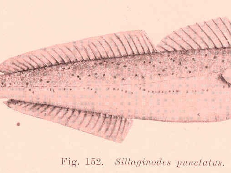 List of Fish of Australia - Flora Fauna Fun