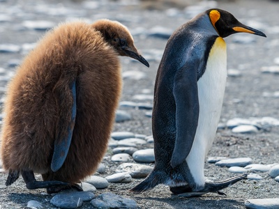 King Penguin