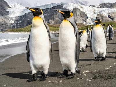 King Penguin