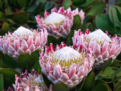 King protea
