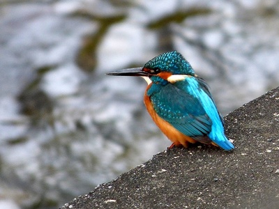 Kingfisher