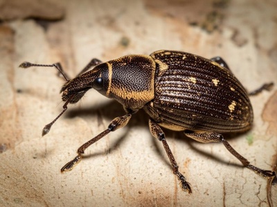 Kiribati Weevil