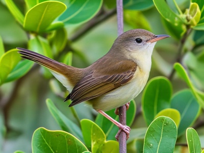 Kiritimati Reed Warbler