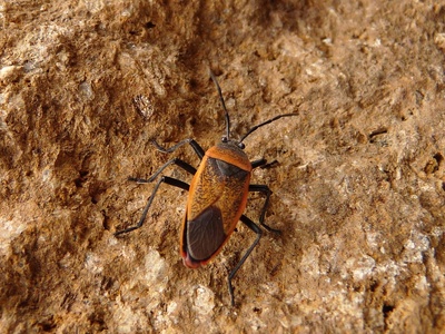 Kissing bug (Triatomine)