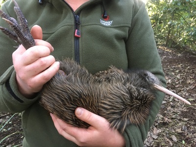 Kiwi (North Island Brown)