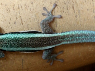 Klemmer's Day Gecko