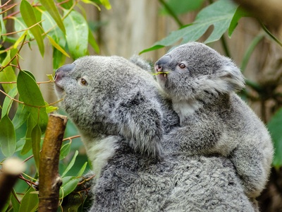 Koala