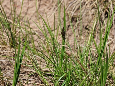 Kobresia sedge