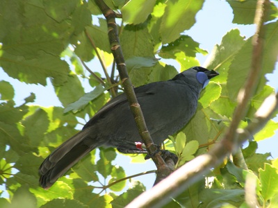 Kōkako (North Island)