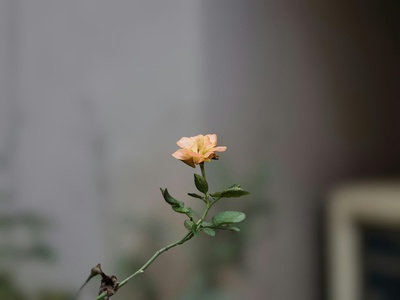Kokan Rose