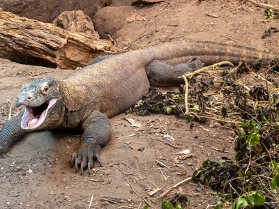 Komodo Dragon