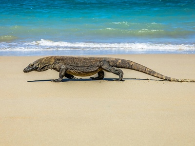 Komodo Dragon