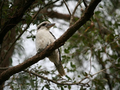Kookaburra (Laughing)