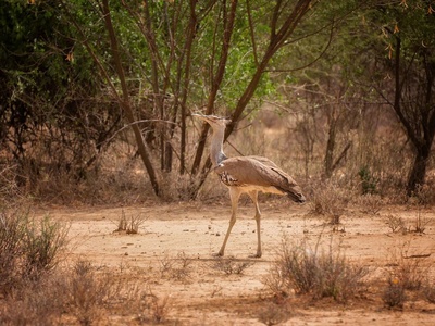 Kori bustard