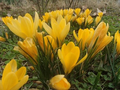 Korolkow's Crocus