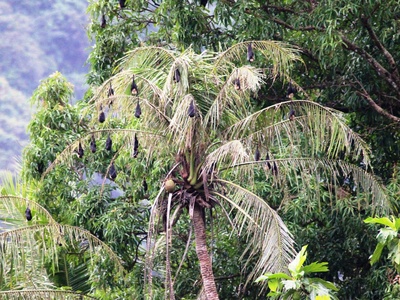 Kosrae Flying Fox