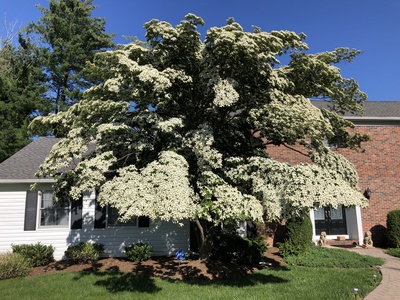 Kousa Dogwood