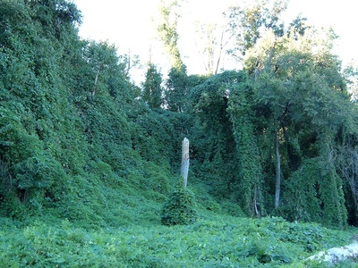 Kudzu
