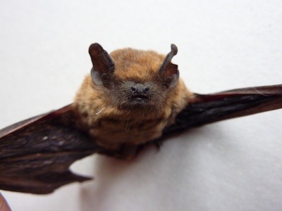 Kuhl's Pipistrelle