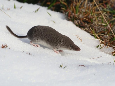 Kuznetsov's Shrew