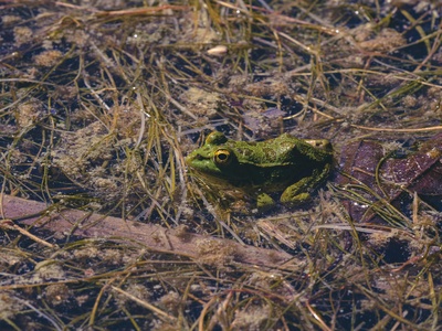 La Hotte Glanded Frog