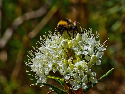 Labrador Tea