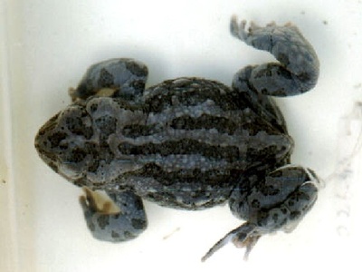 Ladakh Toad