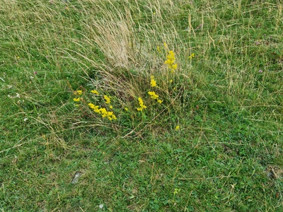Lady's bedstraw