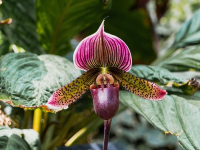 Lady's Slipper Orchid