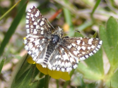 Laguna Mountains Skipper