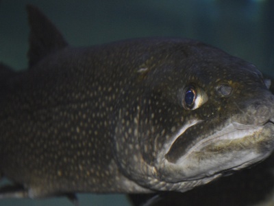 Lake Trout