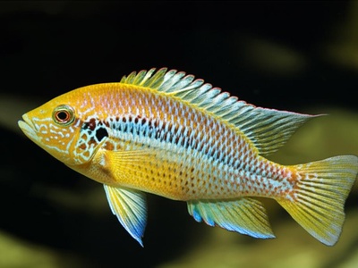 Lake Victoria tilapia (small)