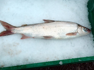 Lake Whitefish