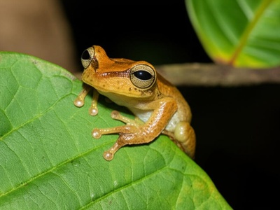 Lamotte's Tree Frog
