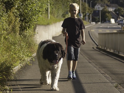 Landseer (European Continental Type)