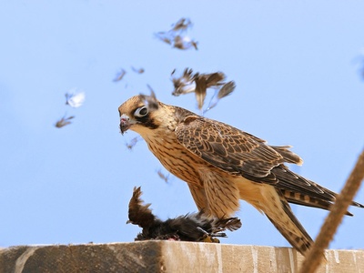 Lanner Falcon