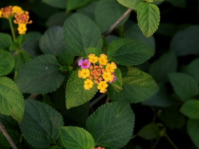 Lantana