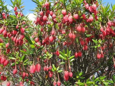 Lantern Tree